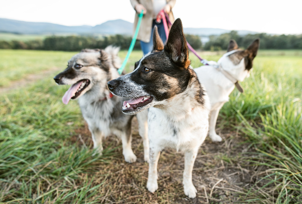 How Dog Socialization is Important in Maintaining Healthy and Active Life