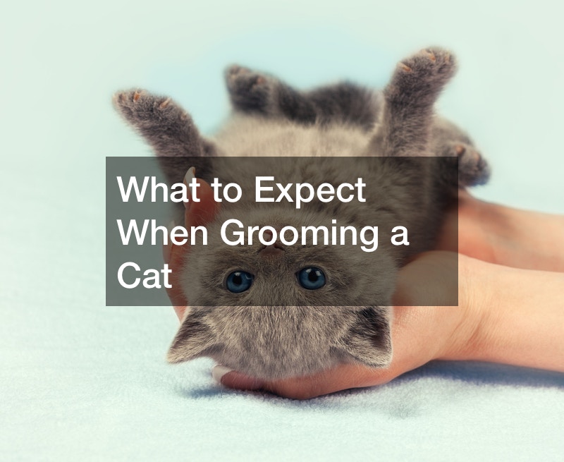 What to Expect When Grooming a Cat