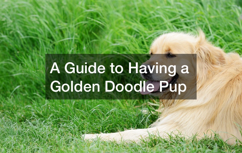 A Guide to Having a Golden Doodle Pup