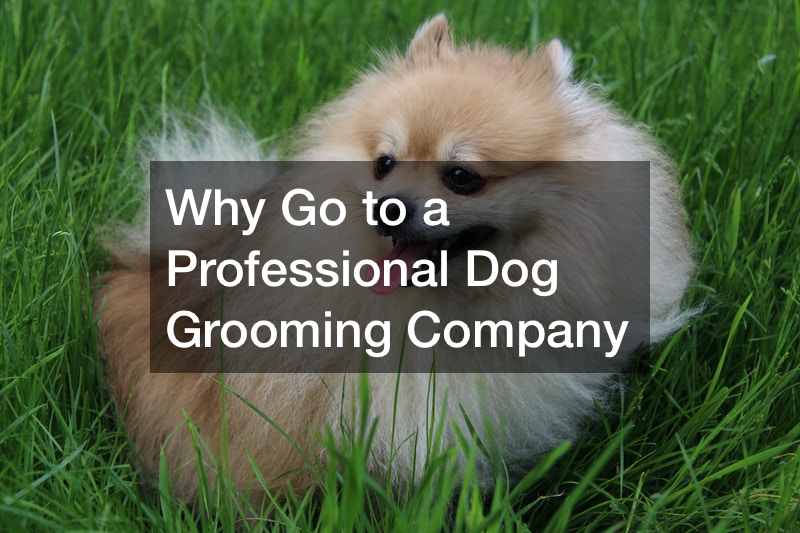 Why Go to a Professional Dog Grooming Company