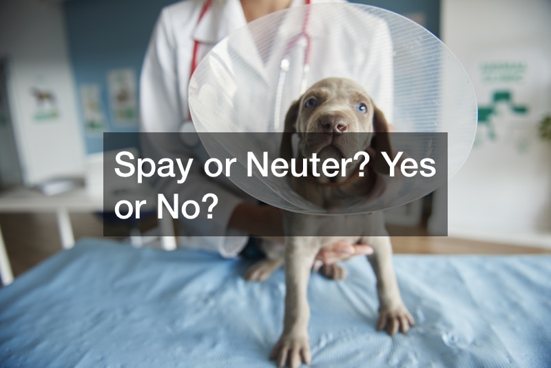 Spay or Neuter? Yes or No?