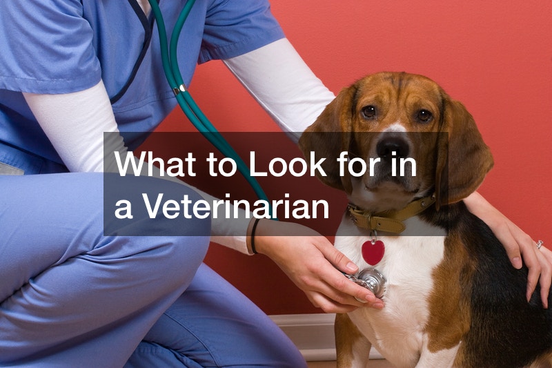 What to Look for in a Veterinarian