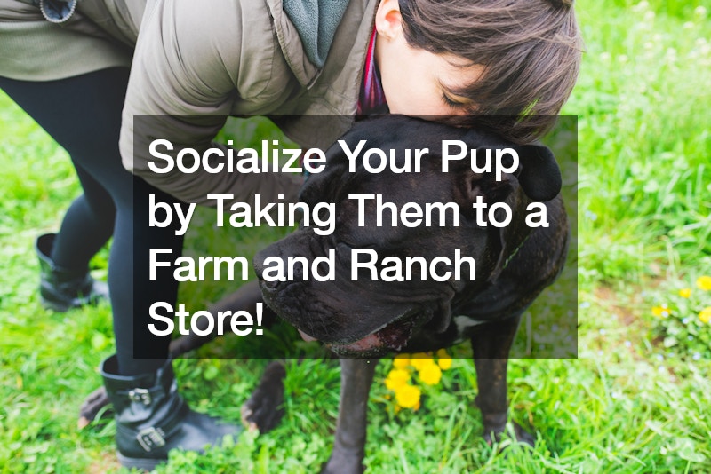 Socialize Your Pup by Taking Them to a Farm and Ranch Store!