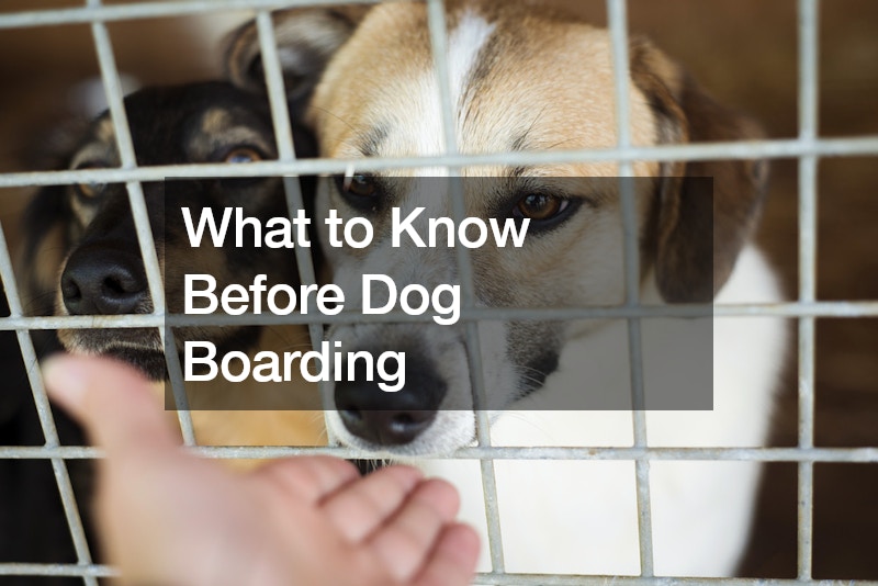 What to Know Before Dog Boarding