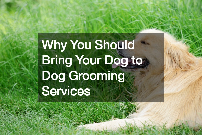Why You Should Bring Your Dog to Dog Grooming Services