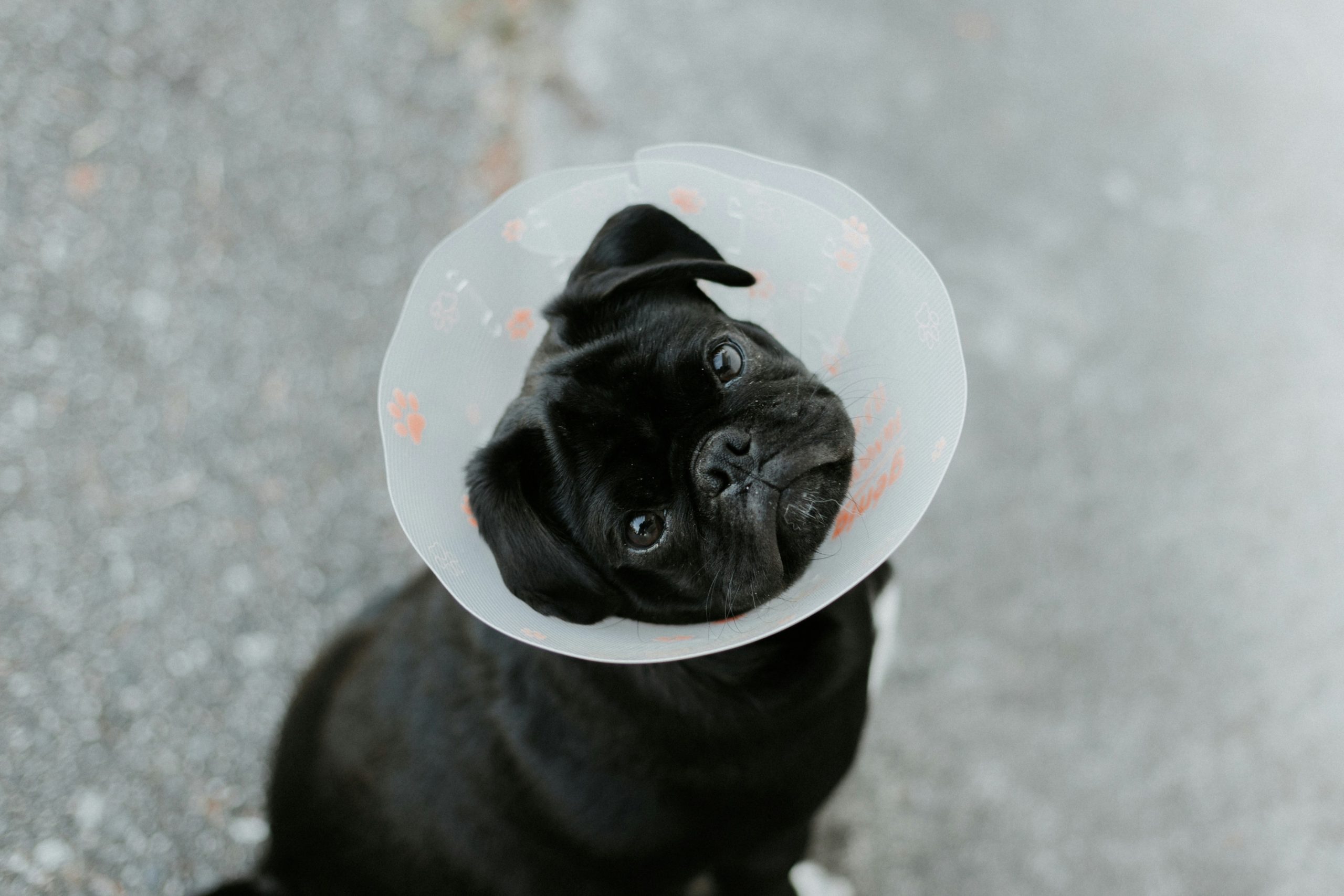 black pug wearing a plastic cone